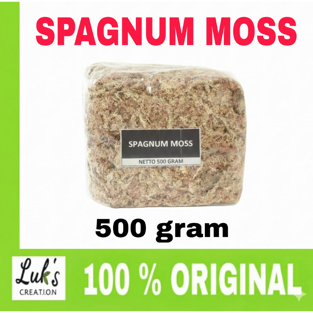 SPAGNUM MOSS PUTIH 500 GRAM- Spagnumm moss Chille - Spagnum moss premium media tanam anggrek