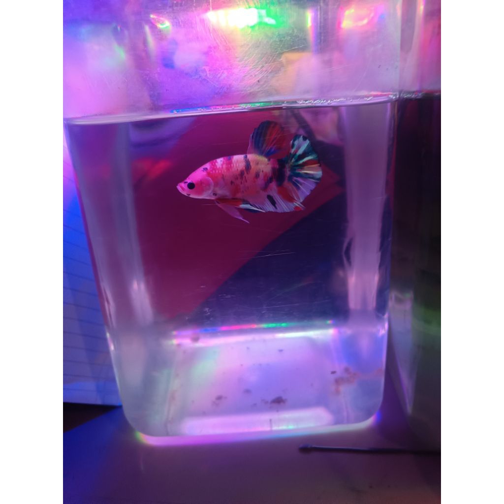 IKAN CUPANG GIANT MULTI CANDY BAHANAN