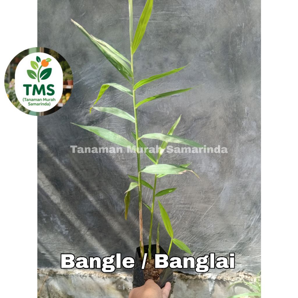 TMS~ Bibit Bangle tanaman bangle rimpang bangle bibit banglai