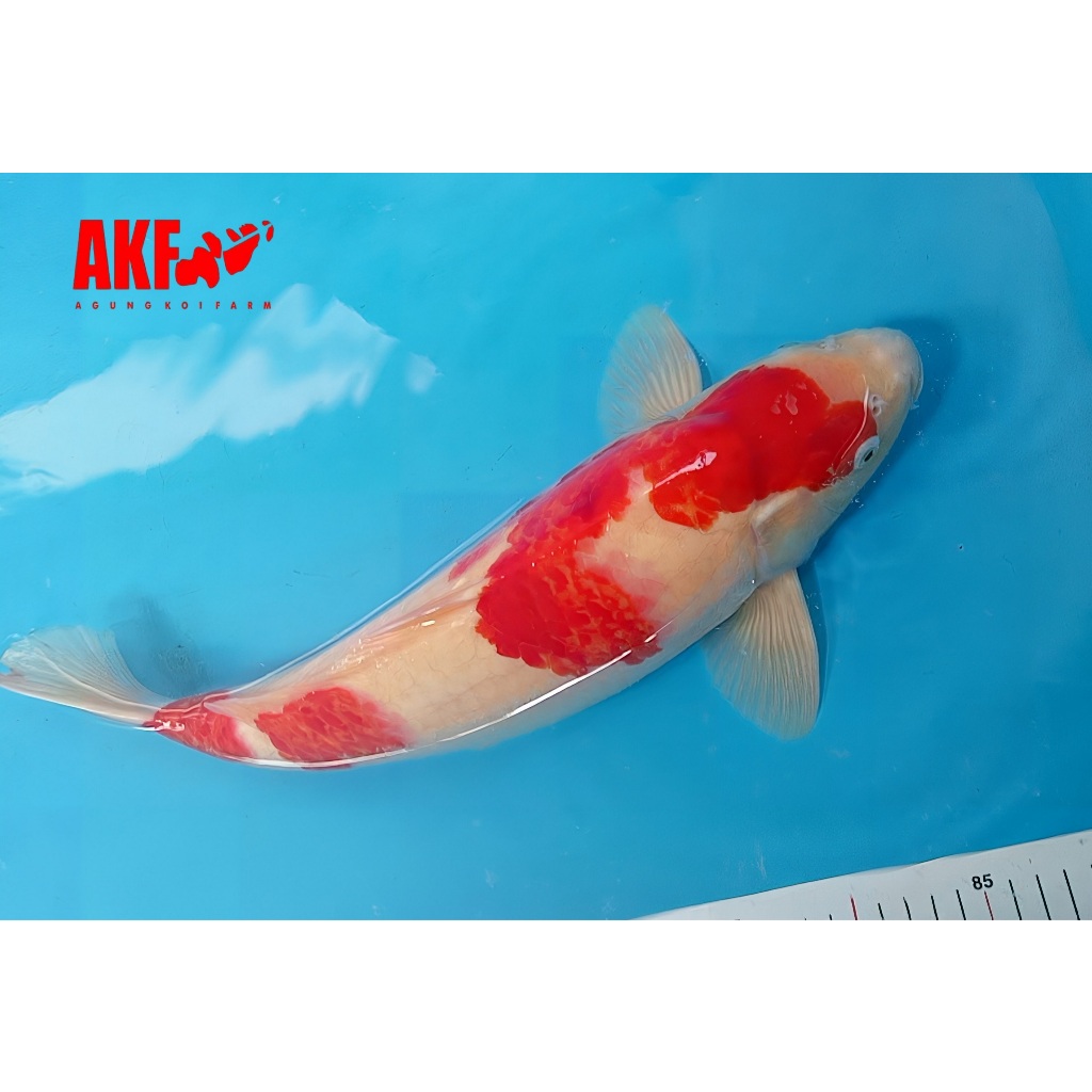 Koi Kohaku breed AKF 48cm MALE Berpunuk Body Tebal Merah Strong HQ
