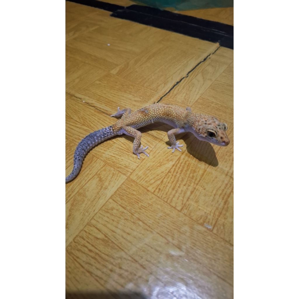 Leopard Gecko Male - Tangerine Enigma het Tremper ph Eclipse - Dewasa Jantan Adult Proven Breed Seha