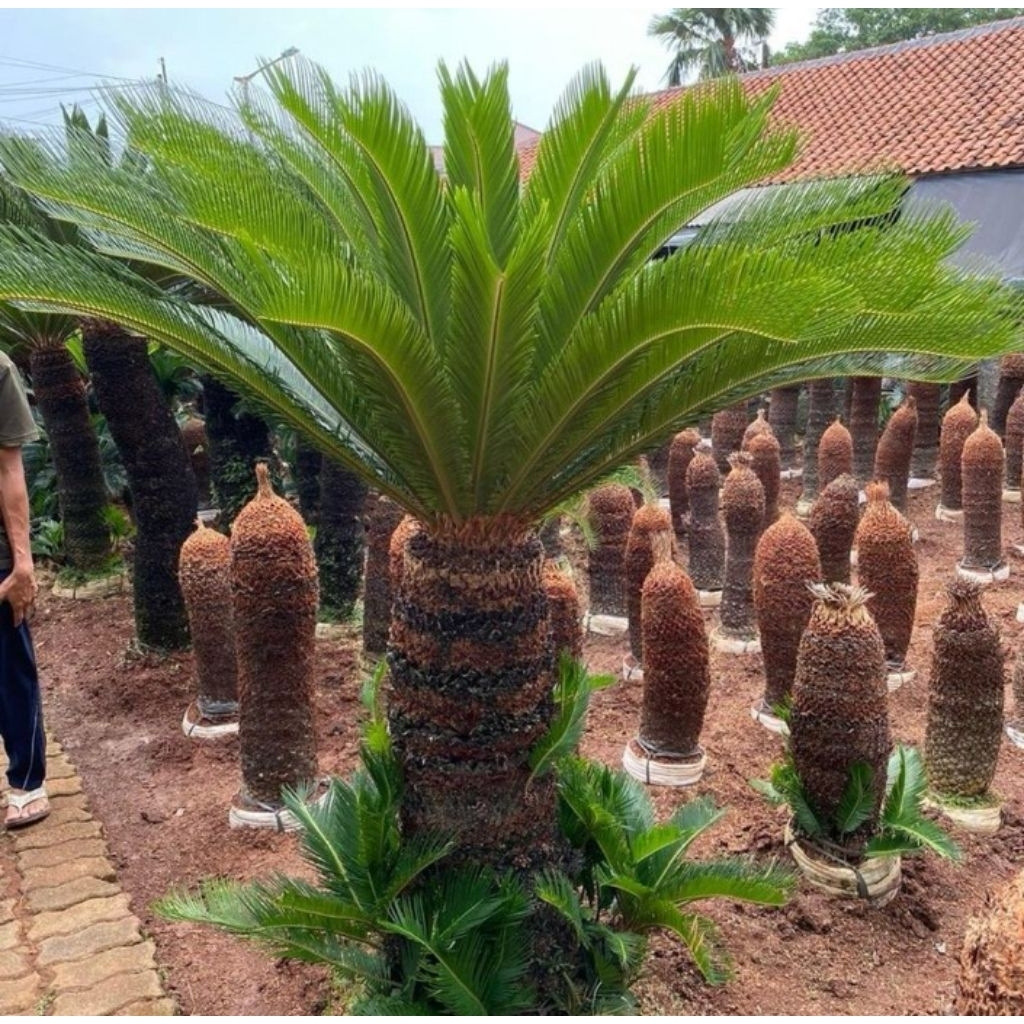 palem sikas super Dm 30cm banyak cabang dibawah