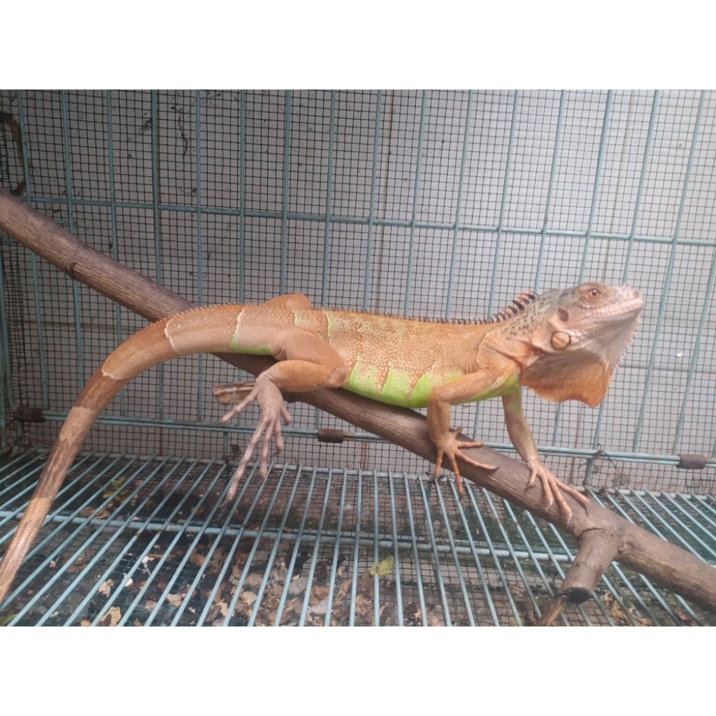 Red Iguana reptil Juvenile bkn tegu soa biawak savmon torto turtle ular