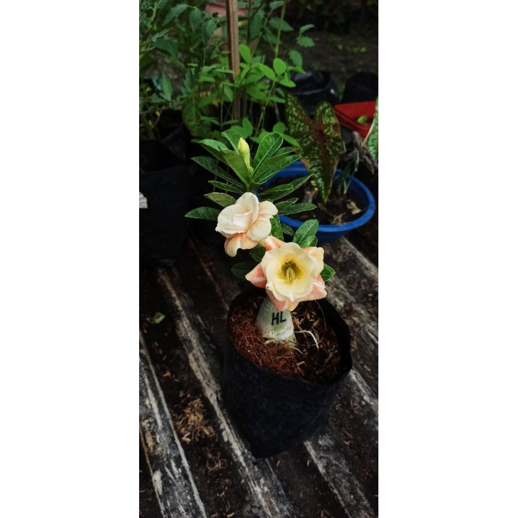 Adenium ID Honey Lemon Sudah Berbunga - Bunga Tumpuk
