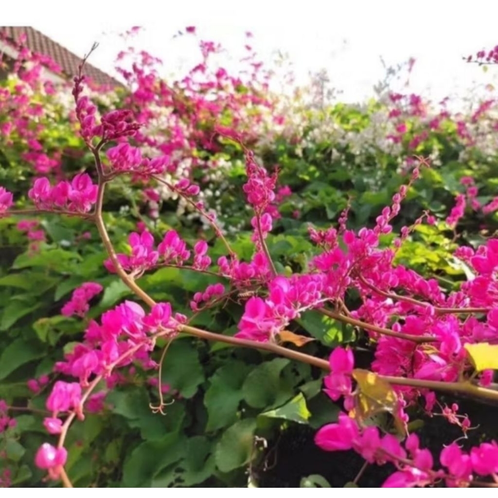 bunga air mata pengantin pink