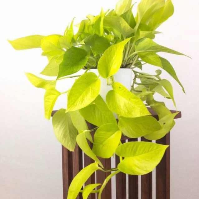 Tanaman Hias SriGading Centong Lemon - Sirih Gading Centong Kuning