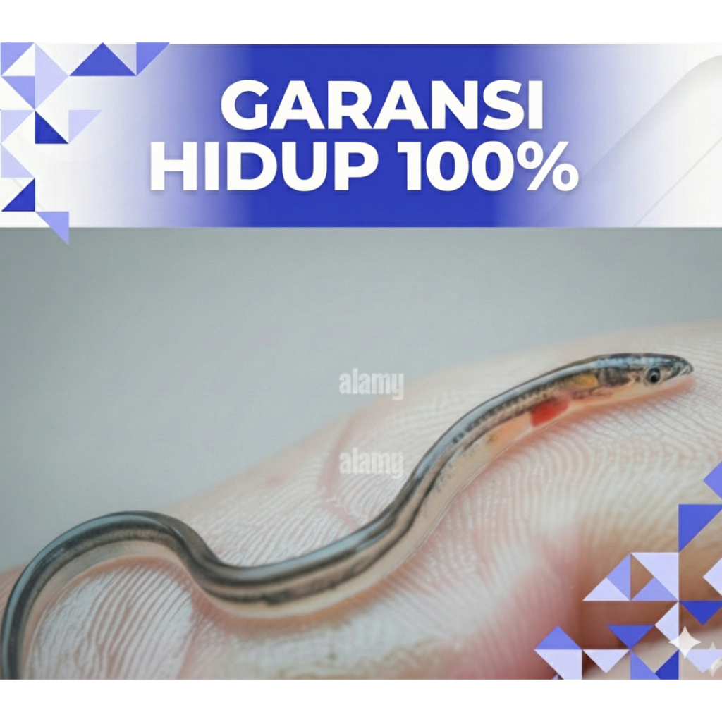 Benih ikan Sidat Hidup Grade A - Bibit ikan sidat - Siap Budidaya Diaquarium / terpal / kolam