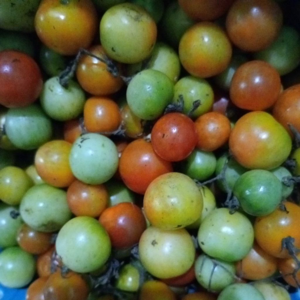 Tomat rampai khas Lampung 500 gr