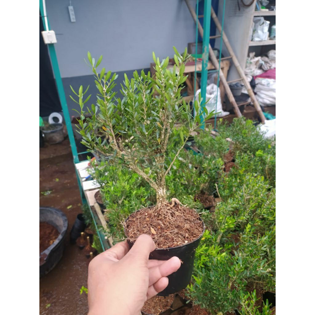 BONSAI MAME BOKSUS MAME RIMBUN SIAP PAJANG