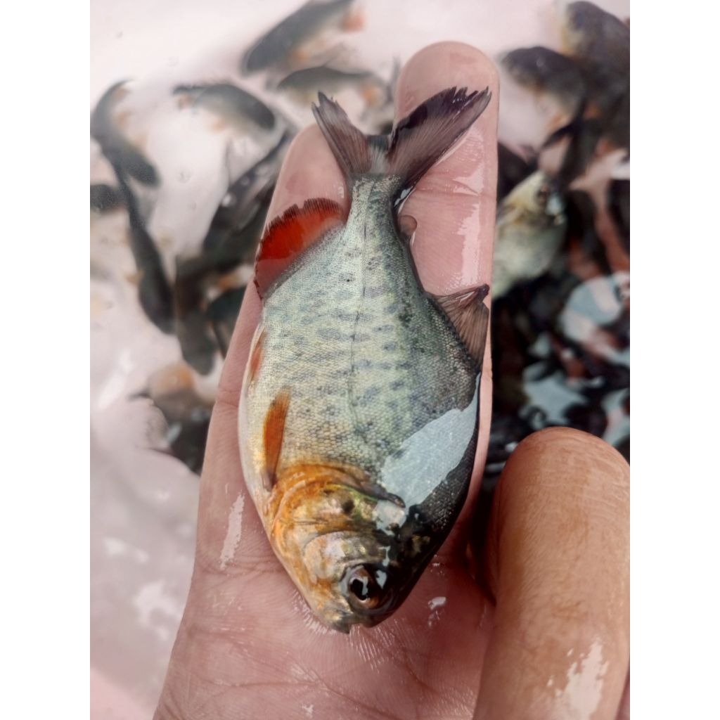 Benih bawal 2jarian per 50ekor