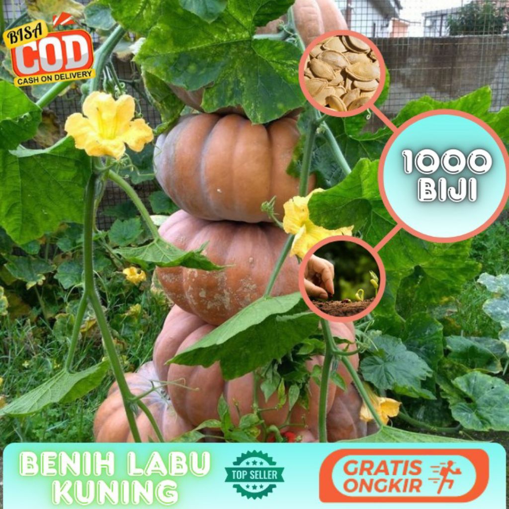 -+ 1000 biji labu kuning