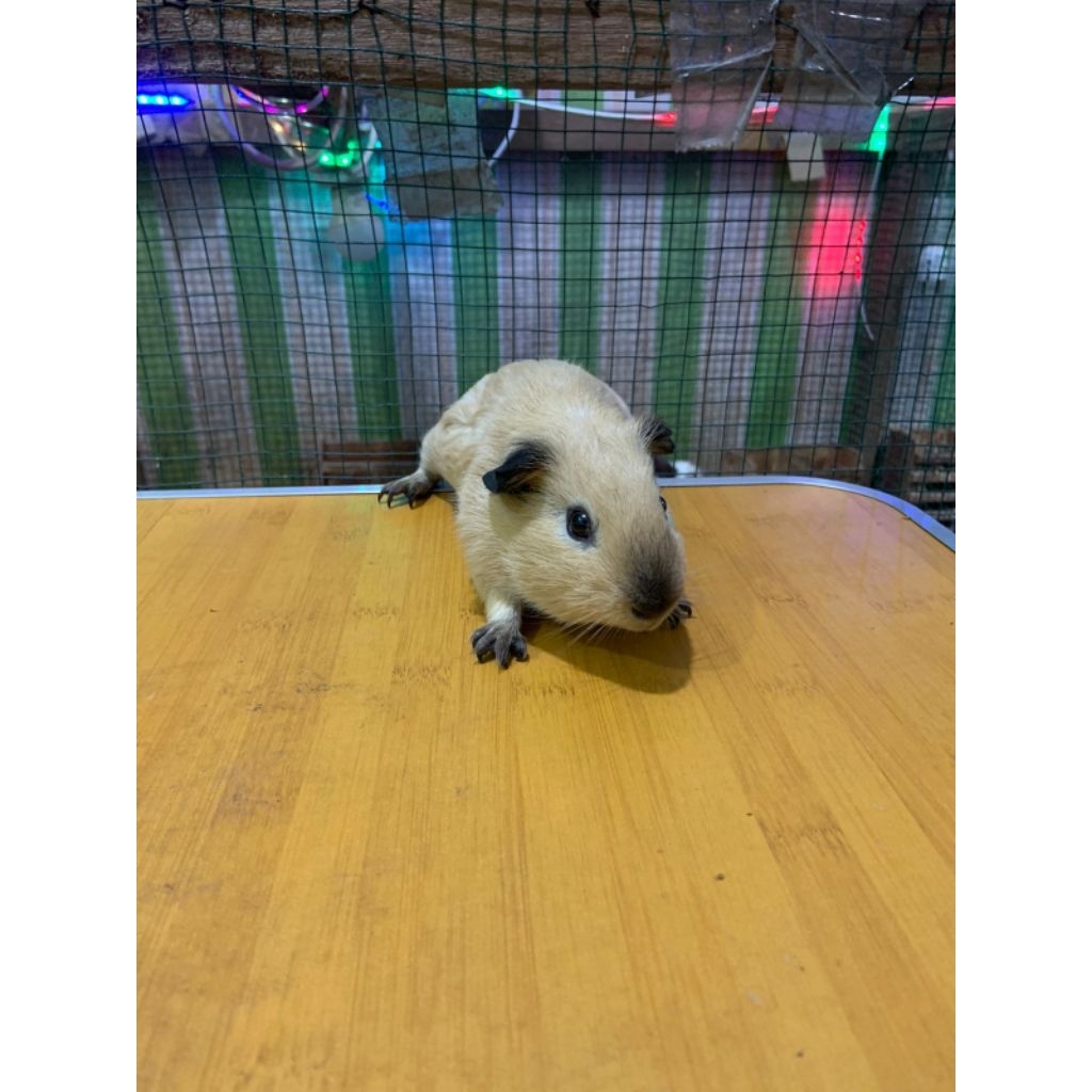 Marmut Hias California Usia 4-5Bulan