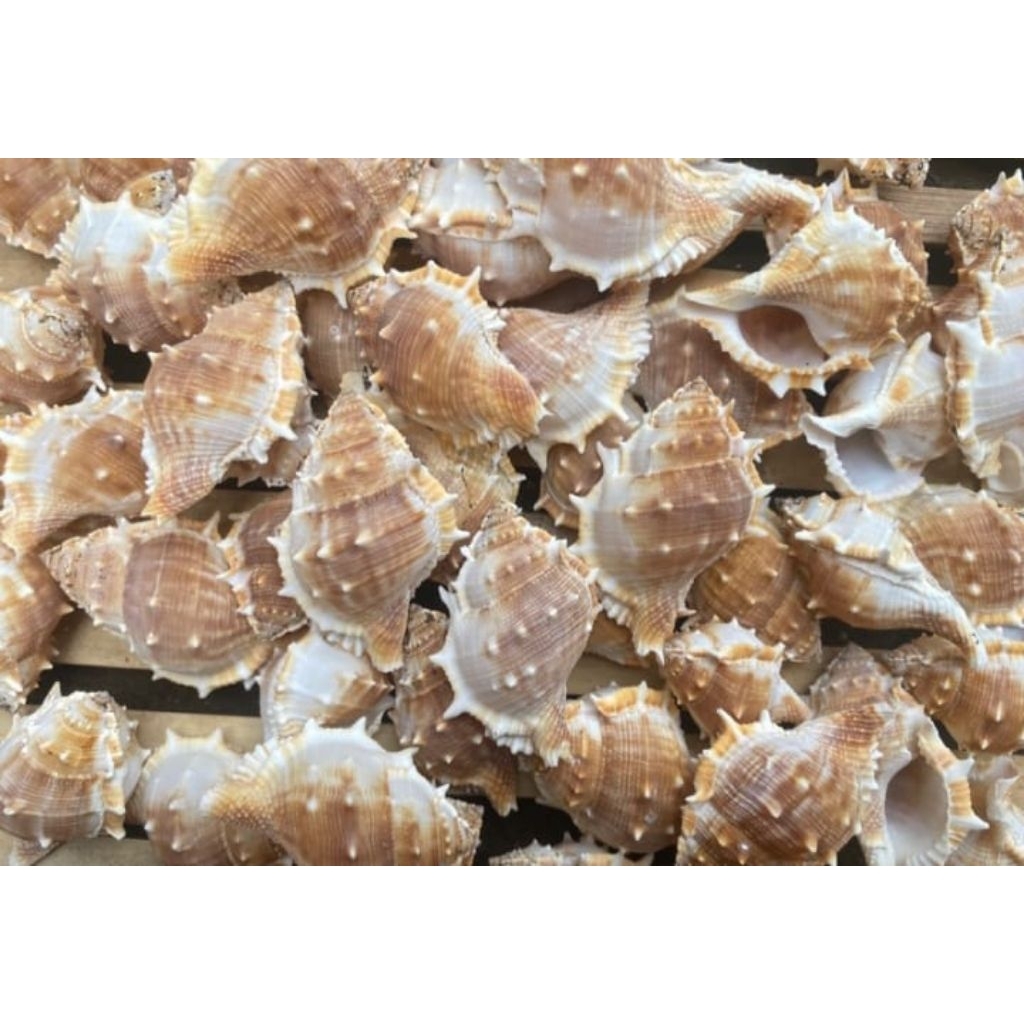 Kerang Duri Hiasan Dekorasi Kerang Laut 1Kilo Gram - Shell