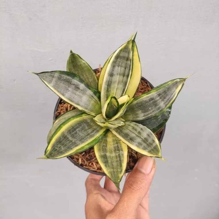 sansivera silver frost