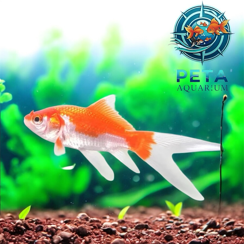 INSTANT Ikan Hias Komet Slayer