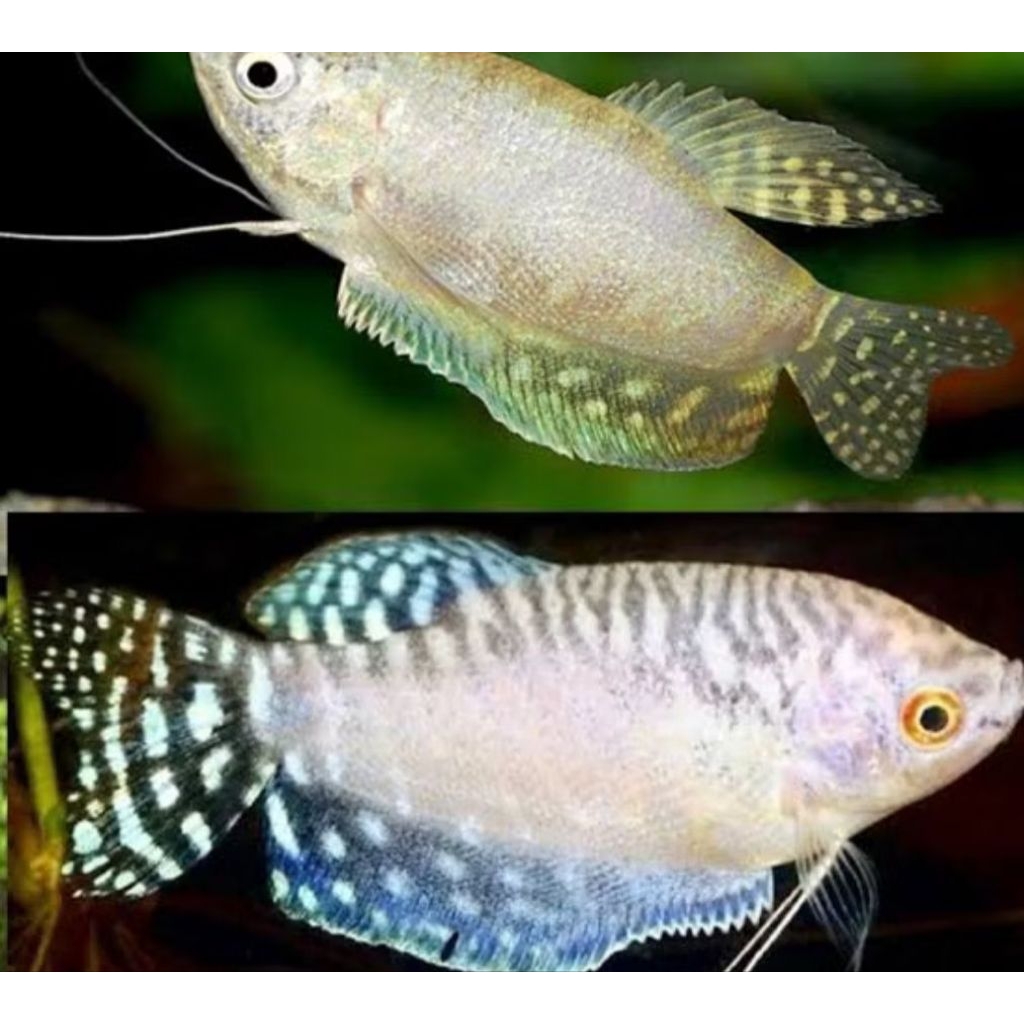 sepat ralis biru, 11rb = 1 ekor. ukuran -+4cm. ikan hias aquarium aquatic aquascape air tawar