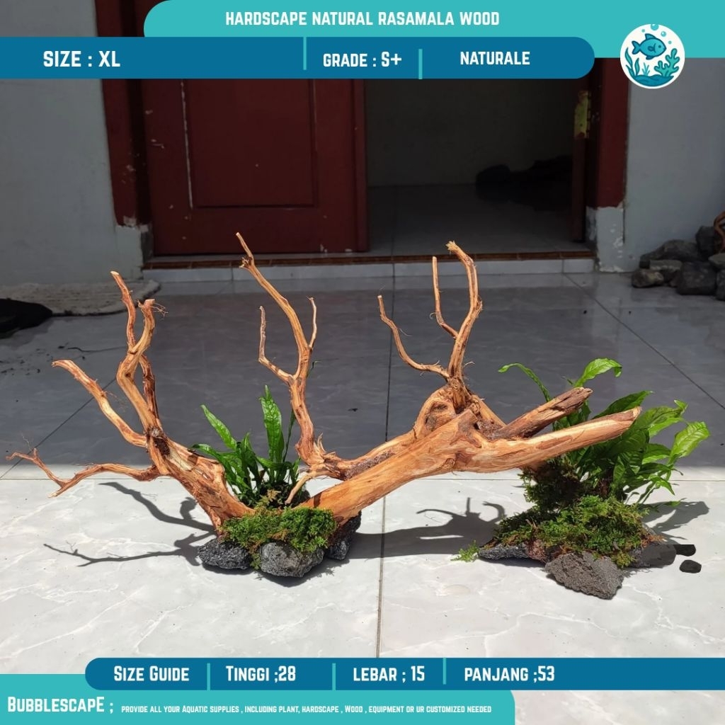 HARDSCAPE AKAR TENGGELAM NATURAL 55-60 CM SIZE XL RASAMALA |Ornamen Hiasan |Tanaman Aquatic |Akar Te