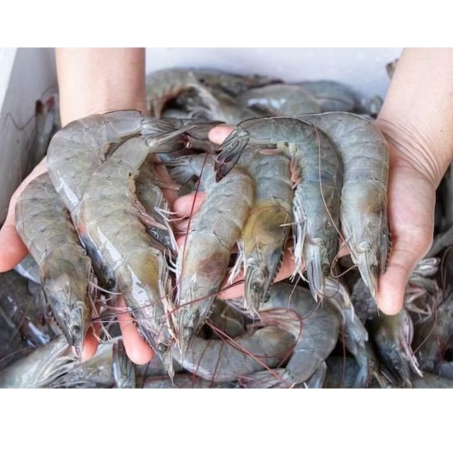 udang segar fresh ukuran besar 1 kg