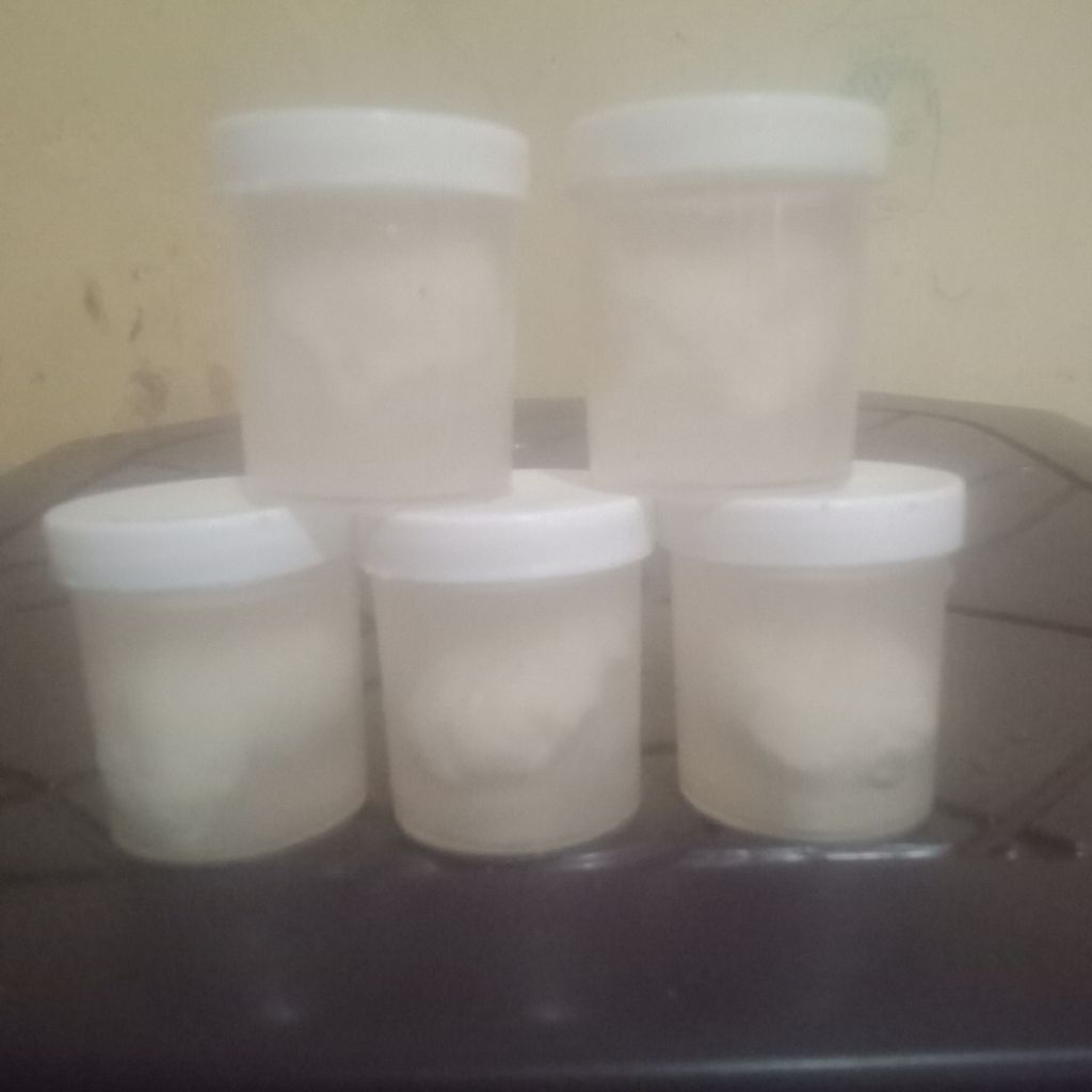 pulut burung siap pakai untuk pikat burung