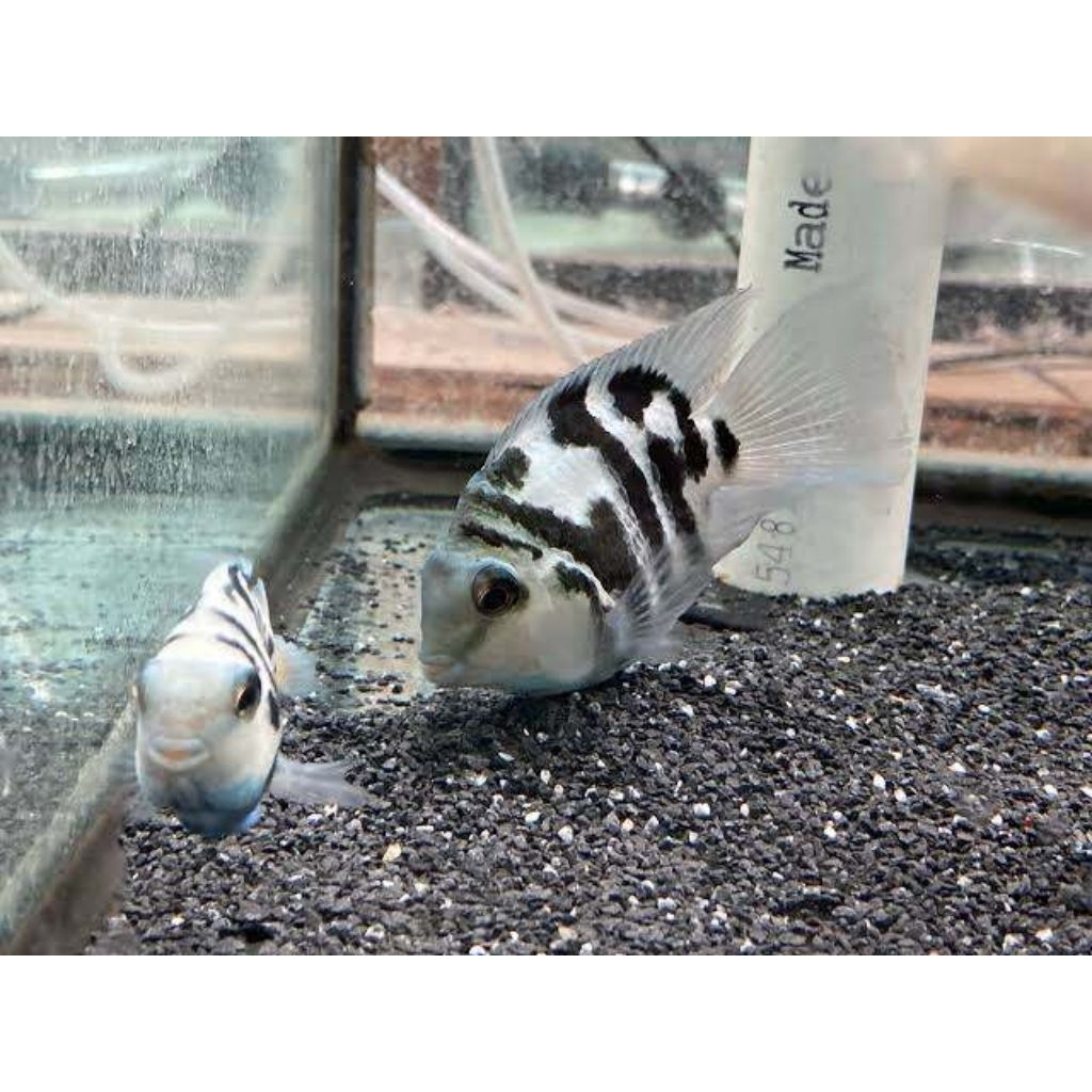 sepasang ikan blue polar parrot belum proven