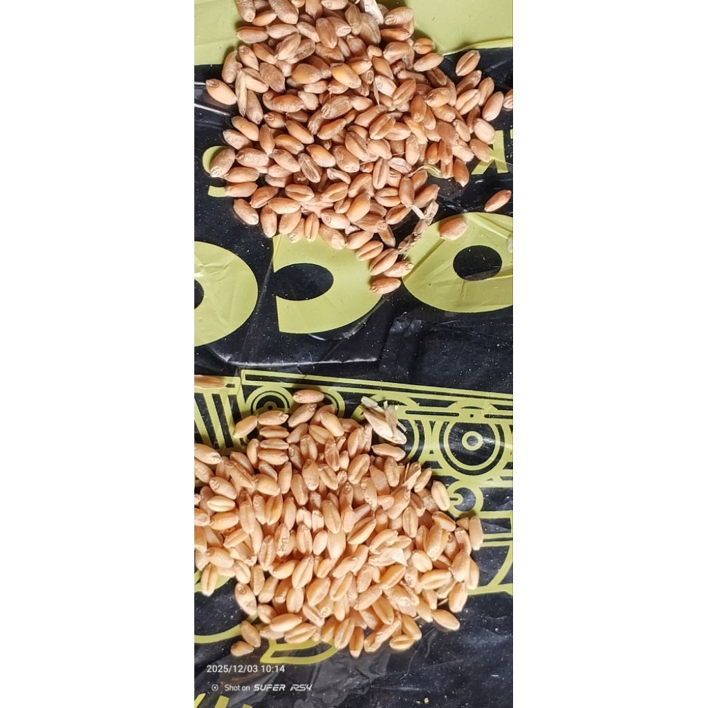 Biji Gandum Utuh Benih Rumput Gandum Rumput Kucing Anjing Repack 1KG