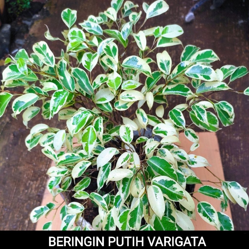 TANAMAN HIAS BERINGIN PUTIH VARIGATA TINGGI 30 CM