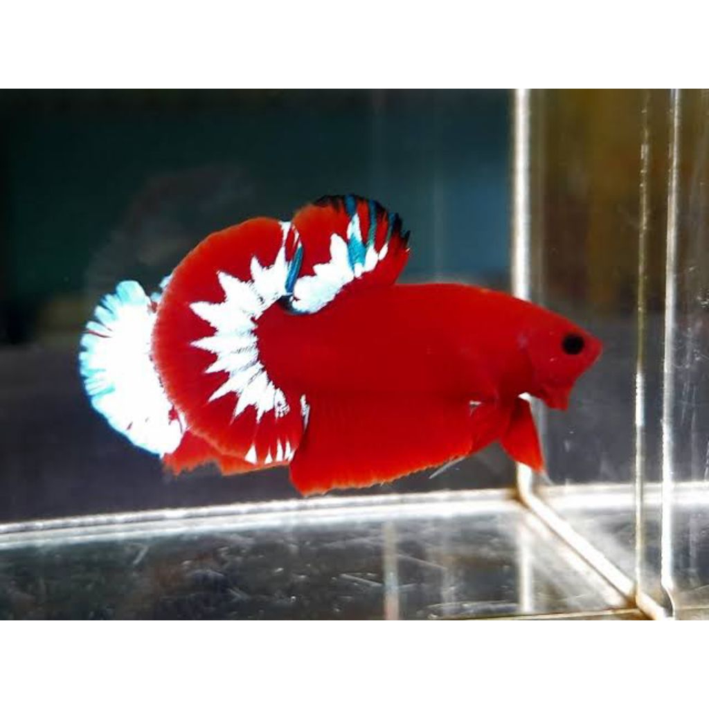 1 ekor ikan cupang Hellboy bold male