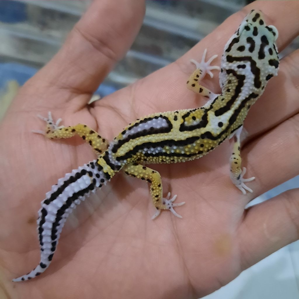 Mainan Baby Asli Gecko Leopard Macksnow Bold  Stripe CAKEP