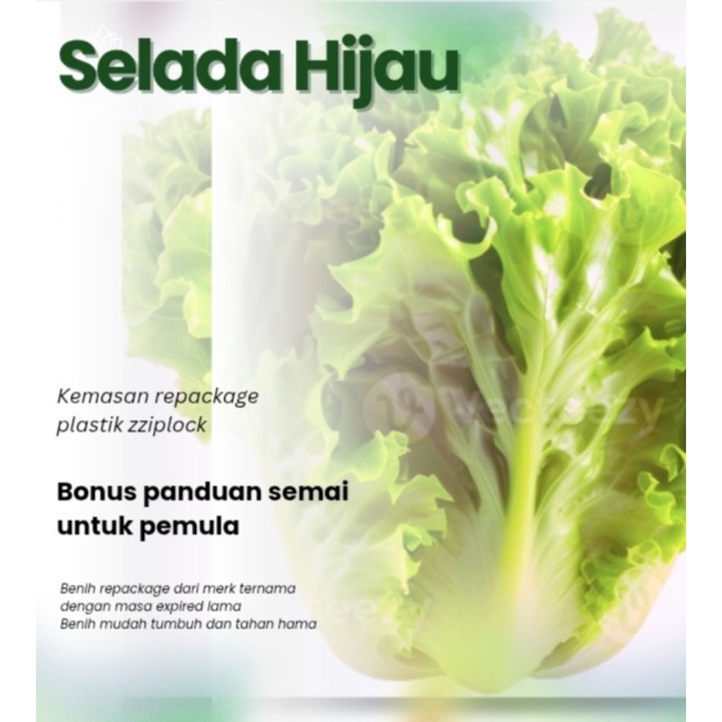 Benih Selada Hijau Keriting Bibit Selada F1 Hibrida