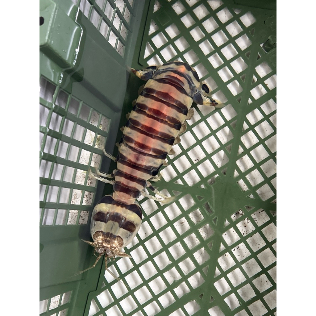 udang ronggeng / manthis jumbo hidup 6 ekor custom order