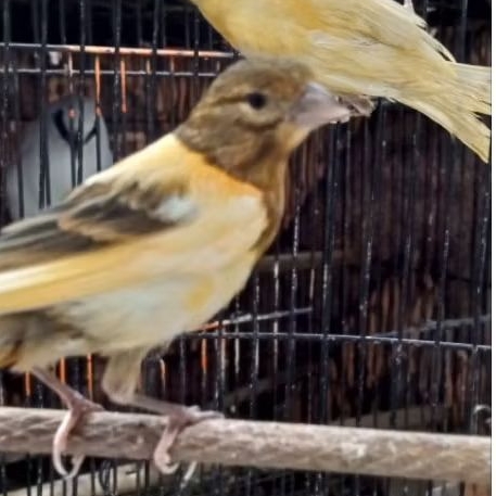 burung kenari lokal super pilihan jantan