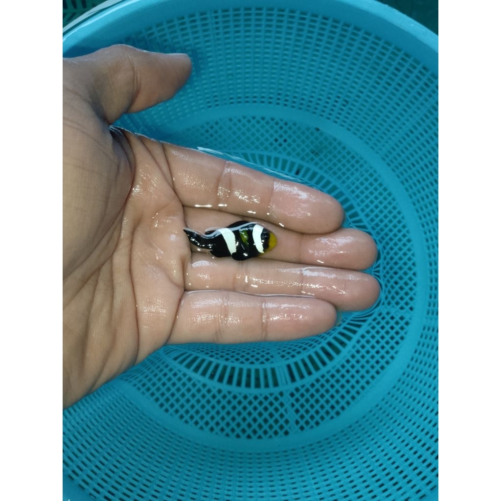 Ikan Hias Air Laut Negroid (Black Saddleback Clownfish)