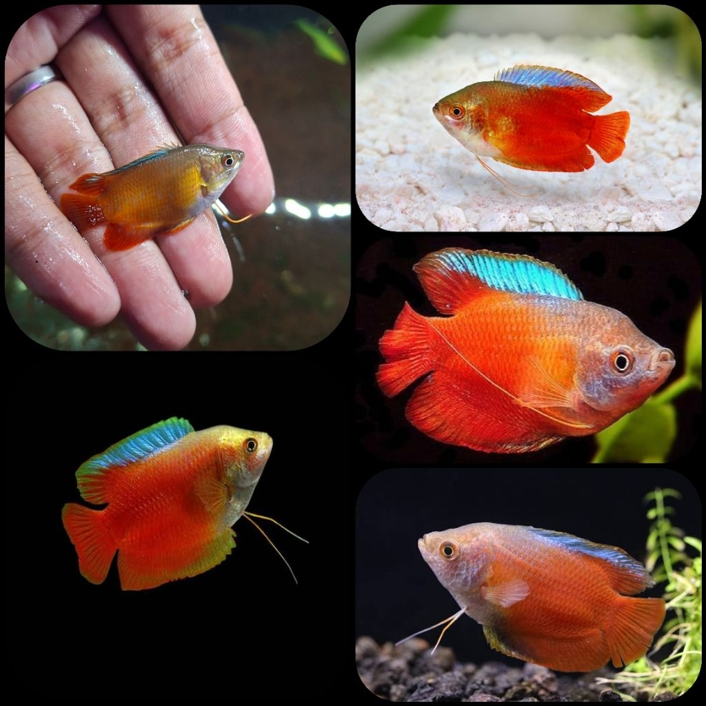 ikan hias flame dwarf gourami atau sepat hias cunang untuk aquarium dan aquascape