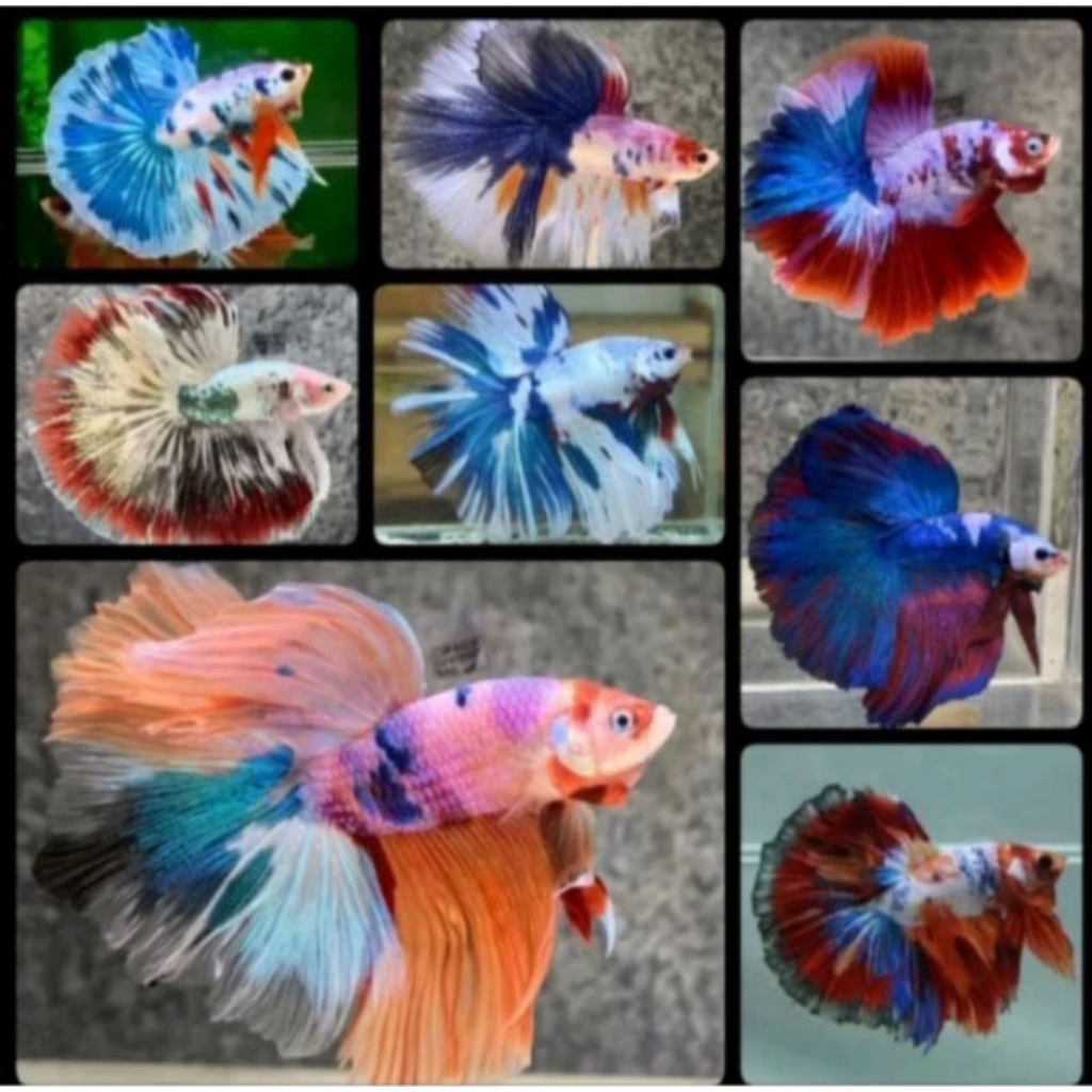 Ikan Cupang HM Rosetail Warna Kombinasi Multi & Fansy Ukuran L+ Murah Berkualitas