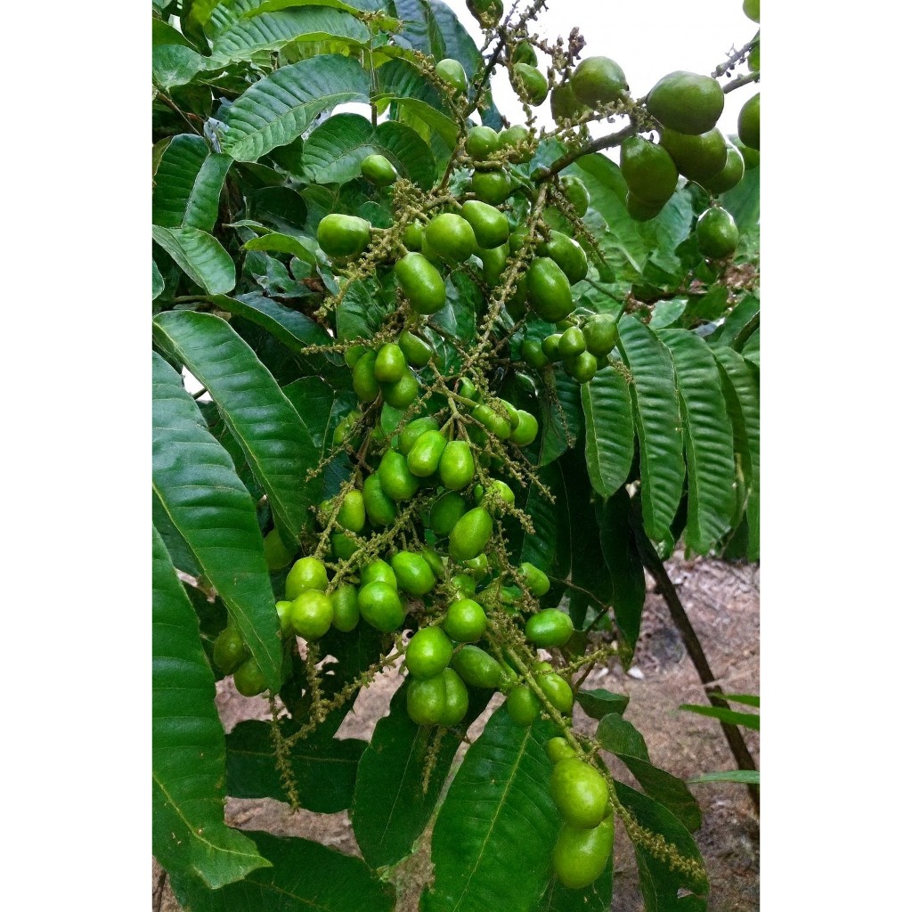 ibit Matoa 1 Meteran – Bibit Matoa Super