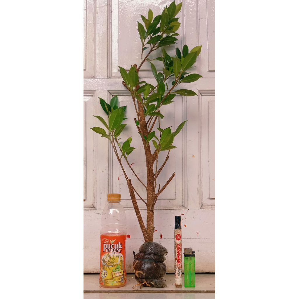 cangkokan kimeng prospek fresh 6.000 perak siap tanam mantap