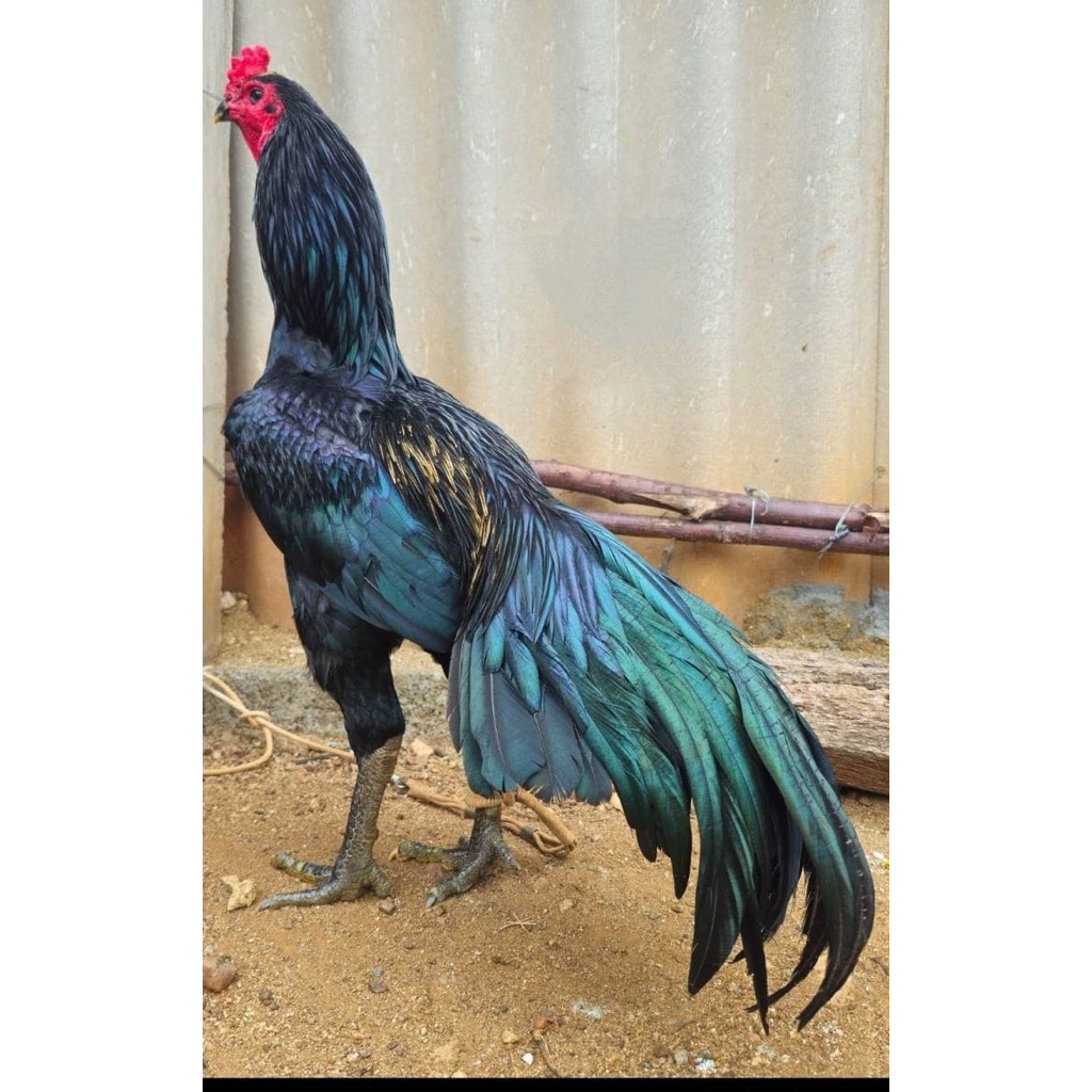 telur ayam Shamo eropa ori jawara siap ditetaskan