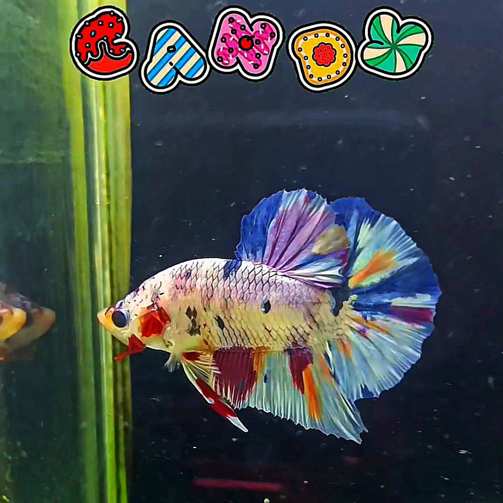 Aksesoris Ikan Cupang plakat Multicolor Candy
