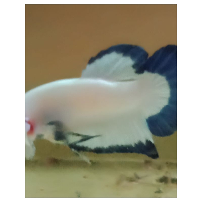 blue rim sepasang ORI THAILAND