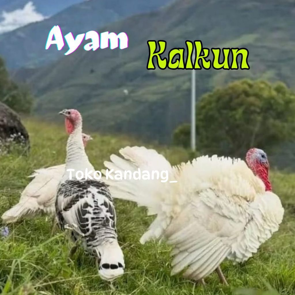 TELUR  AYAM HIAS MUTIARA FERTIL untuk ditetaskan