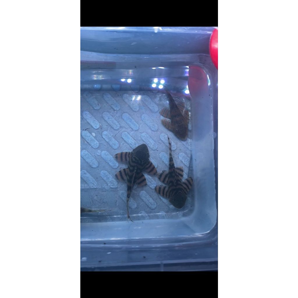 PLECO L397 TIGER PLECO - SIZE 6-7cm