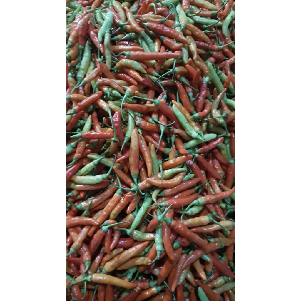 500gram -1kg CABE RAWIT/ LOMBOK SETAN FRESS