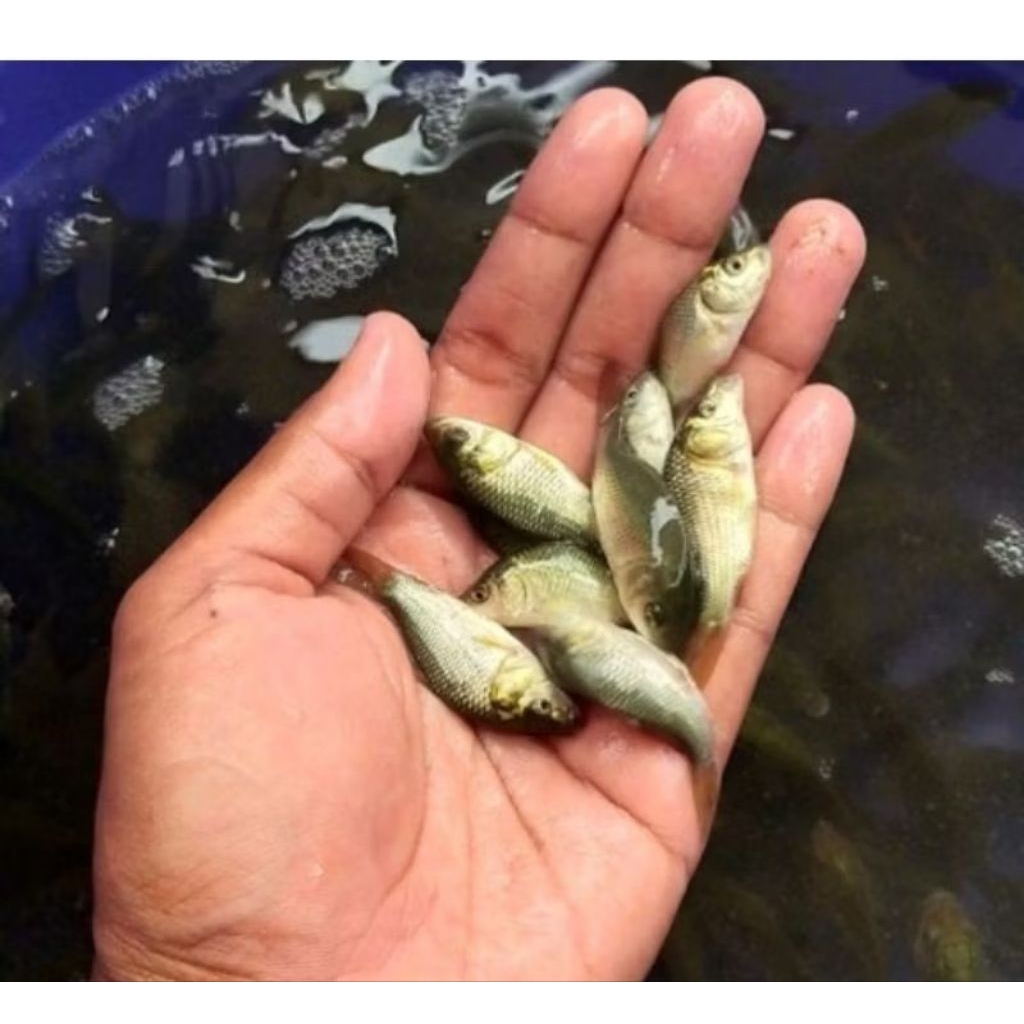 bibit bobot anakan 10 ekor vitamin super original ikan hiyas nila merah/ikan mas/ dekorasi aquarium 