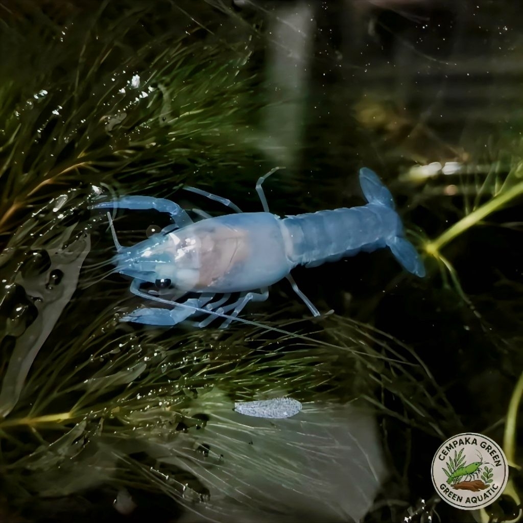 Hiasan Aquarium lobster air tawar Blue Clarki  - Pembersih Aquarium/Aquascape