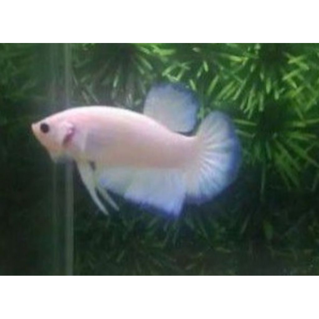 Souvenir hiasan Ikan Cupang Blue rim size S-S+,,,campur jantan betina