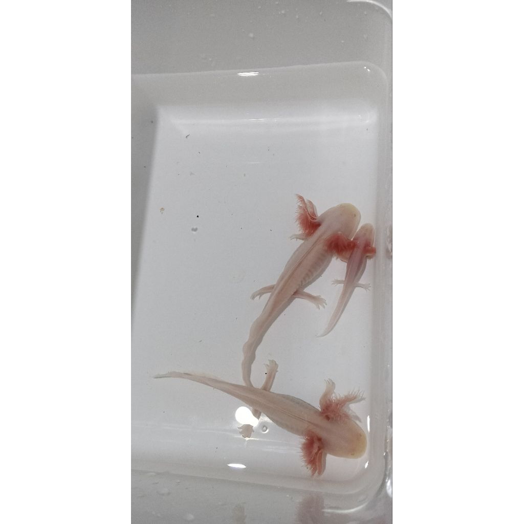 dekorasi/aquarium/axolot/full,putih/all/size