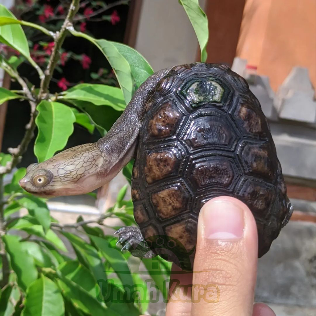 Kura Kura Leher Panjang Siebenrocky Medium Turtle