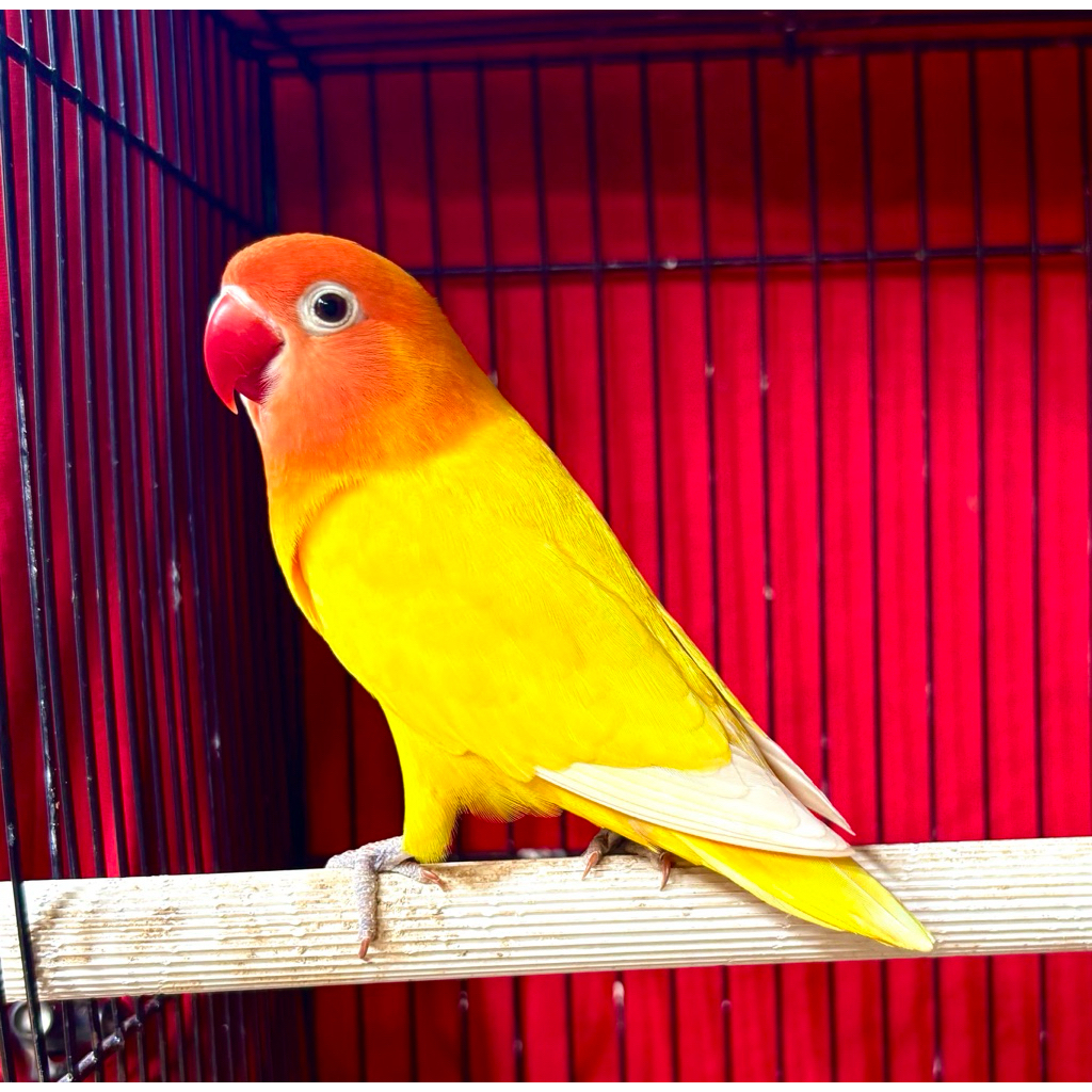 Burung Lovebird Dewasa
