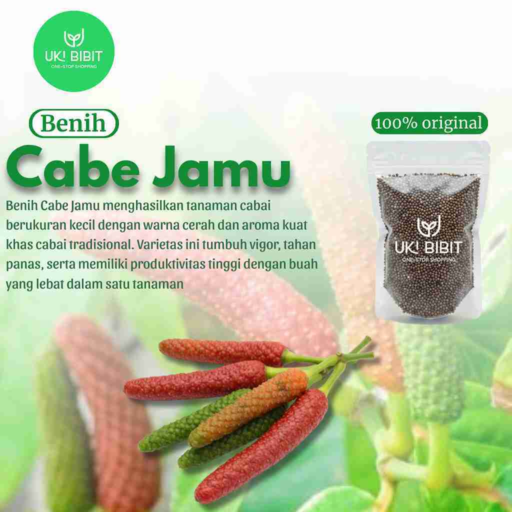 ( 1.000 Butir ) Benih Biji Cabe Jamu | Cabe Jawa | Cabe Sula | Cabe Areuy