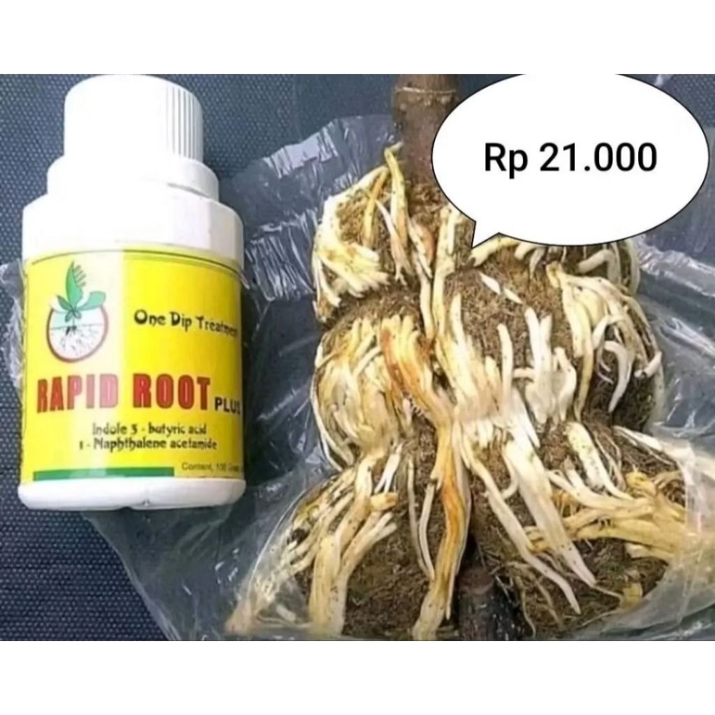 rapid root stek cangkok tanaman